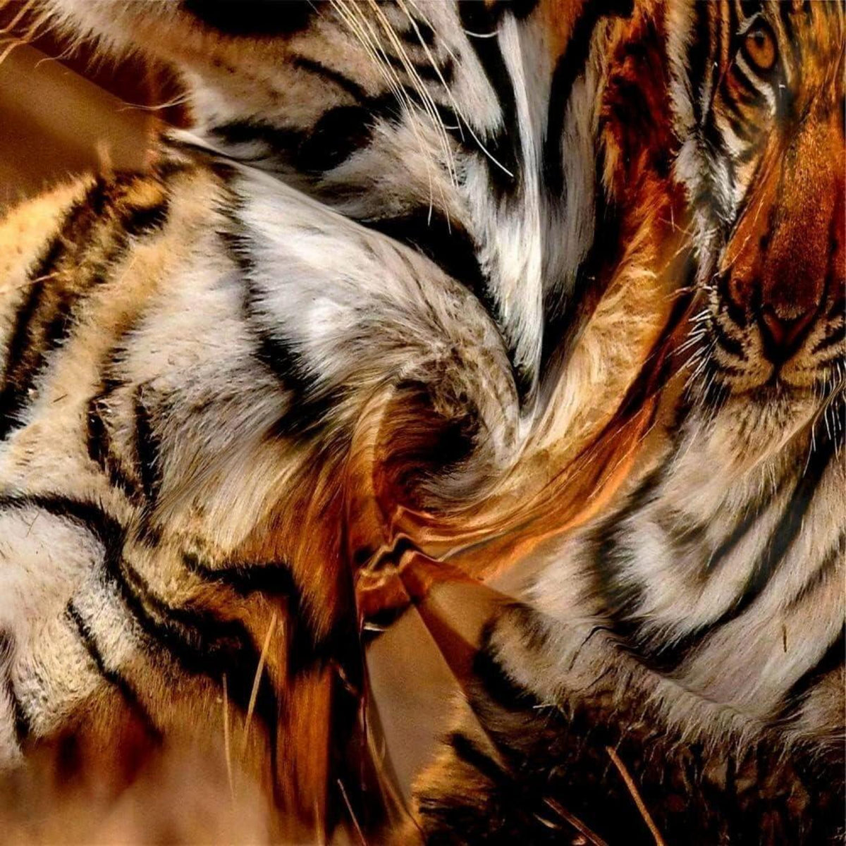 Tiger Motiv Bettwäsche Set 135x200 cm – 4-teilig, Mikrofaser