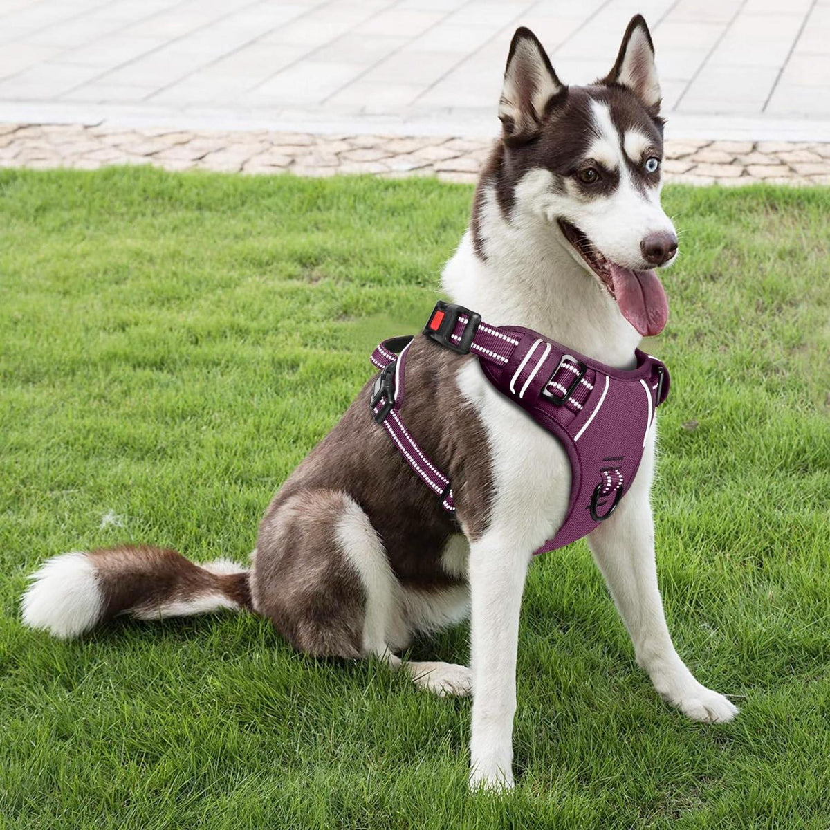 HEELE Hundegeschirr abschließbar Lila S - Brustumfang 35-61cm