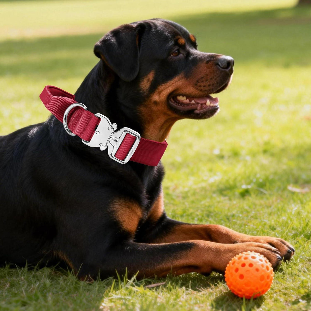 Taktisches Hundehalsband Rot M – Breites, Gepolstertes Training Halsband